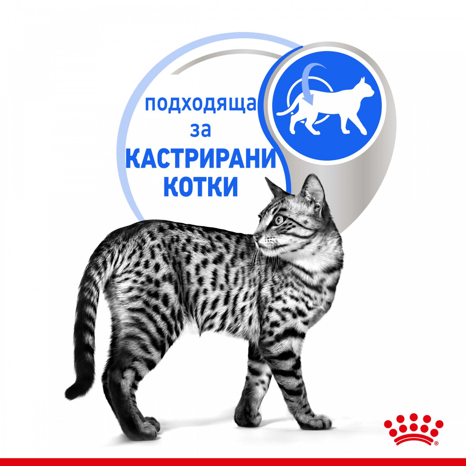 Royal Canin Indoor Sterilised Jelly – Мокра храна пауч за кастрирани котки на закрито 85 г - Image 4