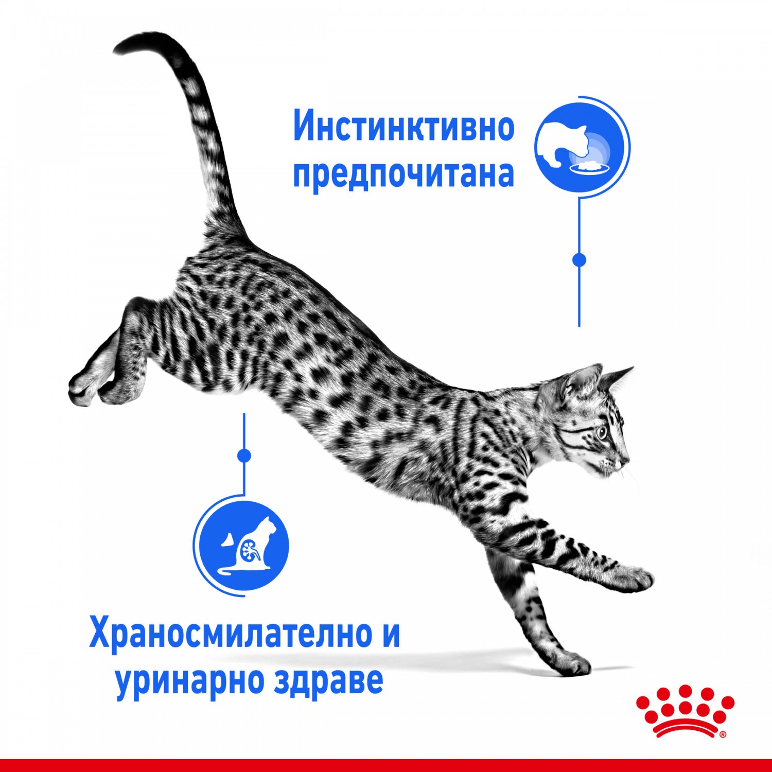 Royal Canin Indoor Sterilised Jelly – Мокра храна пауч за кастрирани котки на закрито 85 г - Image 5